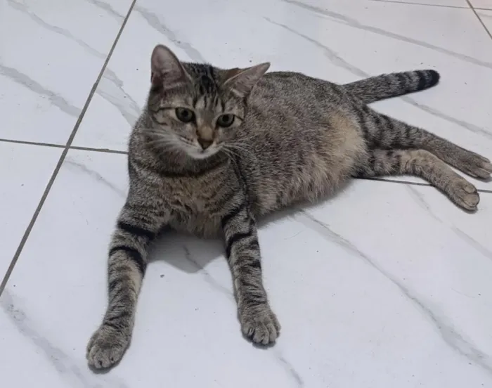Gato raça SRD-ViraLata idade Abaixo de 2 meses nome Chiquinha 