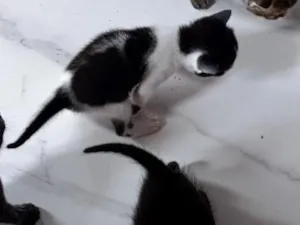 Gato raça SRD-ViraLata idade Abaixo de 2 meses nome Chiquinha 