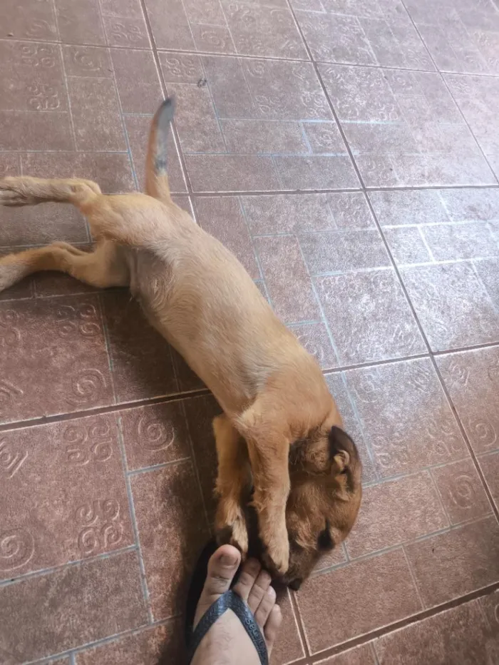 Cachorro raça SRD-ViraLata idade 2 a 6 meses nome Pastor