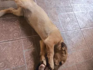 Cachorro raça SRD-ViraLata idade 2 a 6 meses nome Pastor