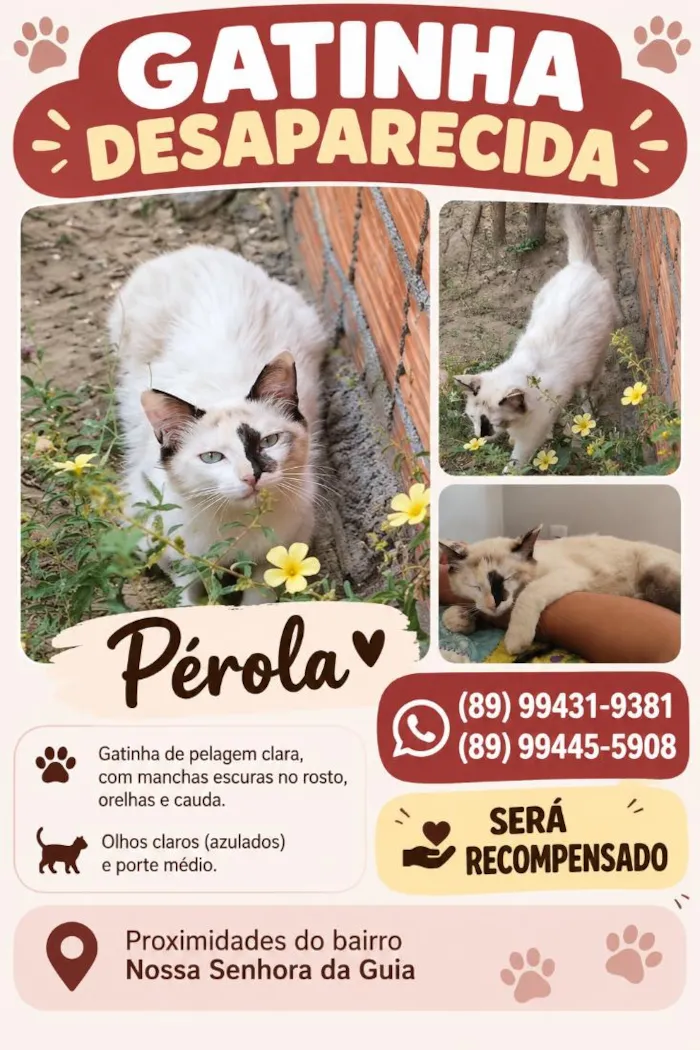 Gato raça SRD-ViraLata idade 7 a 11 meses nome Pérola