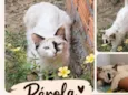 Pérola
