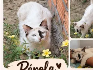 Gato raça SRD-ViraLata idade 7 a 11 meses nome Pérola