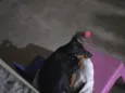 nao sei
