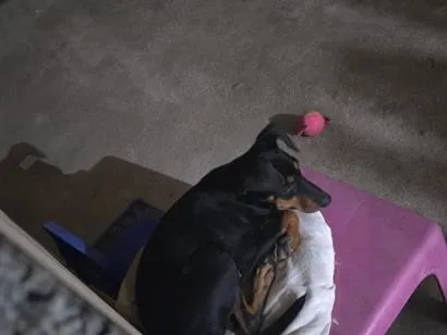 Cachorro raça SRD-ViraLata idade 2 anos nome nao sei