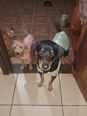 Cachorro raça SRD-ViraLata idade 3 anos nome Hyunsu