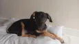 Apolo 