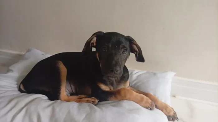 Cachorro raça SRD-ViraLata idade 2 a 6 meses nome Apolo 