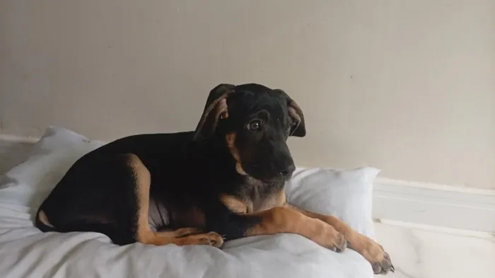 Cachorro raça SRD-ViraLata idade 2 a 6 meses nome Apolo 