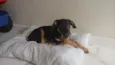 Apolo 