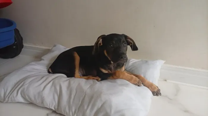 Cachorro raça SRD-ViraLata idade 2 a 6 meses nome Apolo 