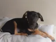 Apolo 