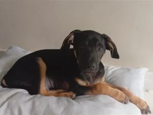Cachorro raça SRD-ViraLata idade 2 a 6 meses nome Apolo 