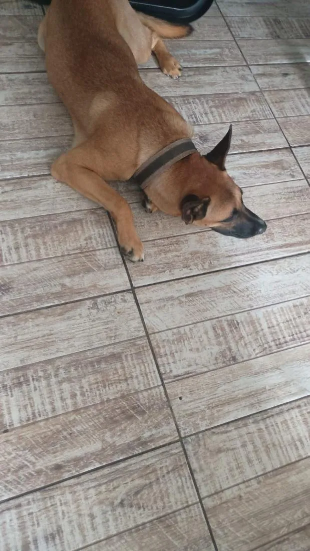 Cachorro raça SRD-ViraLata idade 2 anos nome Melo
