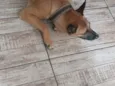 Melo