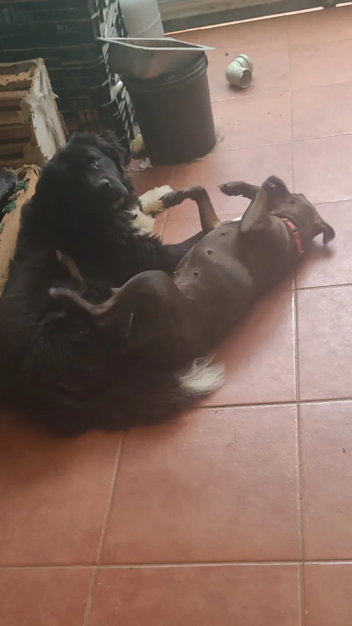 Cachorro raça SRD-ViraLata idade 3 anos nome Dark e Pitty