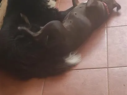 Cachorro raça SRD-ViraLata idade 3 anos nome Dark e Pitty