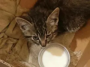Gato raça SRD-ViraLata idade 2 a 6 meses nome não tem 