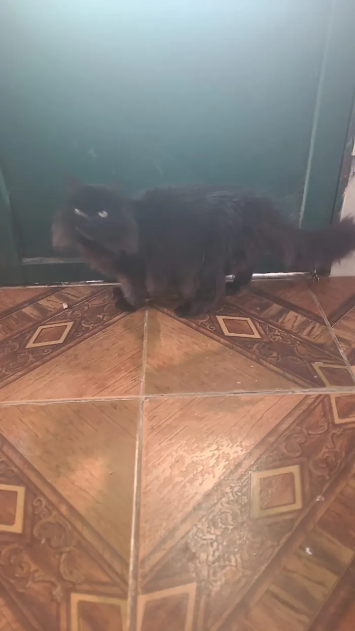 Gato raça Angorá idade 3 anos nome Pepeta