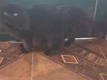 Gato raça Angorá idade 3 anos nome Pepeta