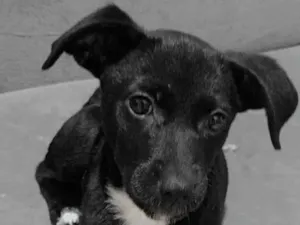 Cachorro raça SRD-ViraLata idade 2 a 6 meses nome Susy