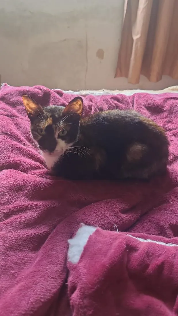 Gato raça SRD-ViraLata idade 2 a 6 meses nome Kinina