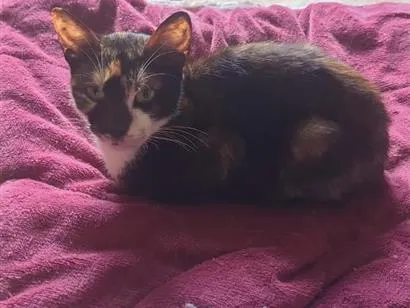 Gato raça SRD-ViraLata idade 2 a 6 meses nome Kinina