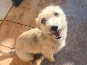 Cachorro raça SRD-ViraLata idade 1 ano nome Chica