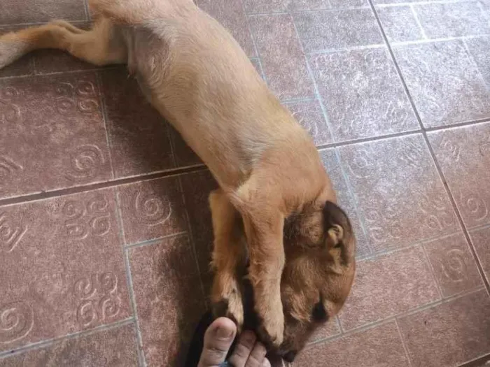 Cachorro raça SRD-ViraLata idade 2 a 6 meses nome Pastor