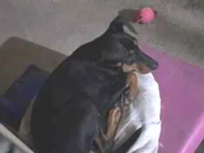 Cachorro raça SRD-ViraLata idade 2 anos nome nao sei