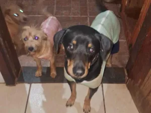 Cachorro raça SRD-ViraLata idade 3 anos nome Hyunsu