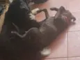 Dark e Pitty