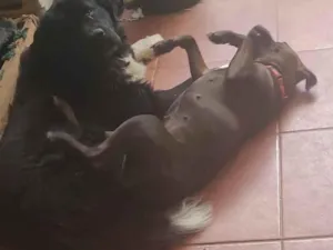 Cachorro raça SRD-ViraLata idade 3 anos nome Dark e Pitty