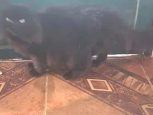Gato raça Angorá idade 3 anos nome Pepeta