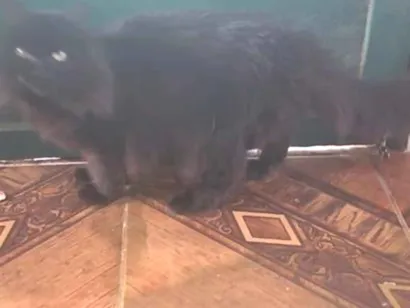 Gato raça Angorá idade 3 anos nome Pepeta