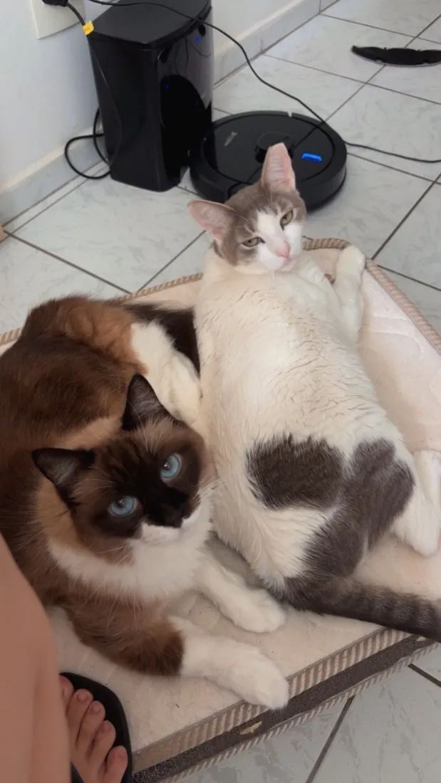 Gato raça SRD-ViraLata idade 6 ou mais anos nome Marrie e Rafao