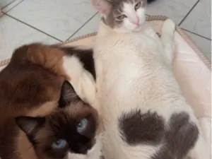 Gato raça SRD-ViraLata idade 6 ou mais anos nome Marrie e Rafao