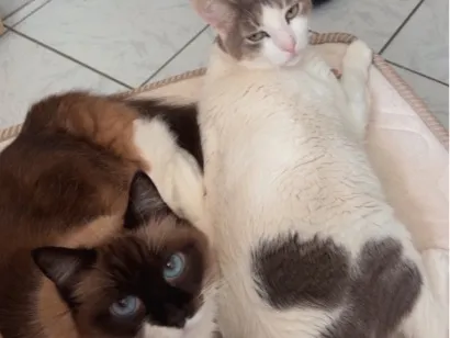 Gato raça SRD-ViraLata idade 6 ou mais anos nome Marrie e Rafao