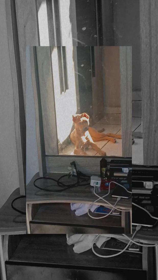 Cachorro raça SRD-ViraLata idade 7 a 11 meses nome mel e loop