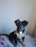 mel e loop