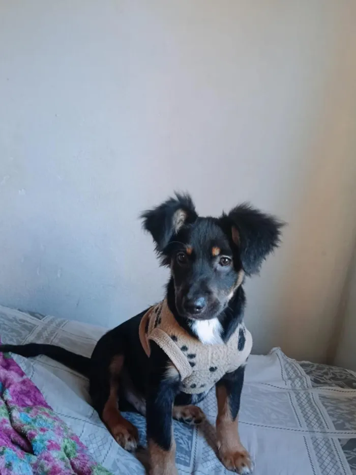 Cachorro raça SRD-ViraLata idade 7 a 11 meses nome mel e loop