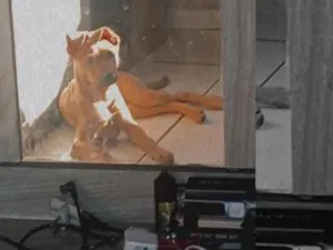 Cachorro raça SRD-ViraLata idade 7 a 11 meses nome mel e loop
