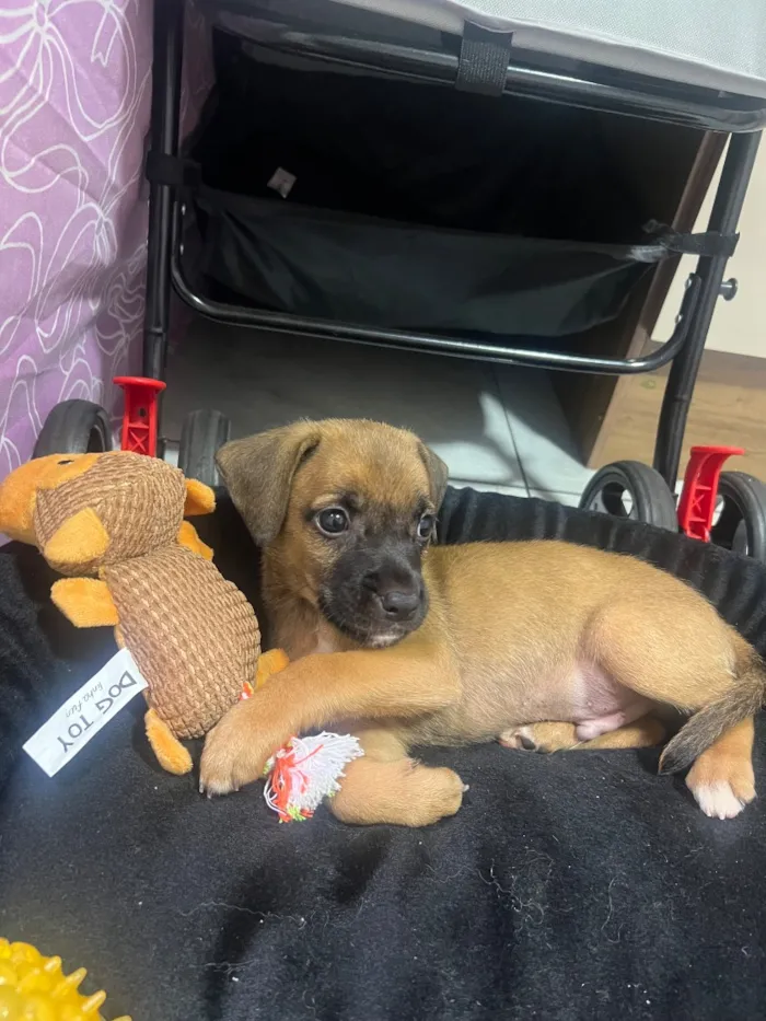 Cachorro raça SRD-ViraLata idade Abaixo de 2 meses nome Sem nome