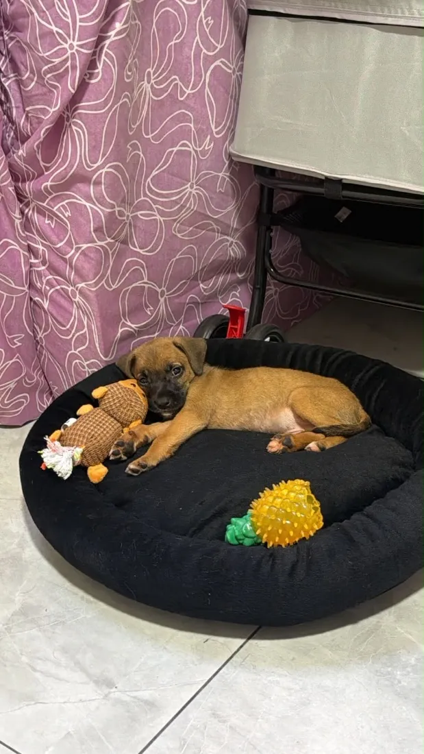 Cachorro raça SRD-ViraLata idade Abaixo de 2 meses nome Sem nome