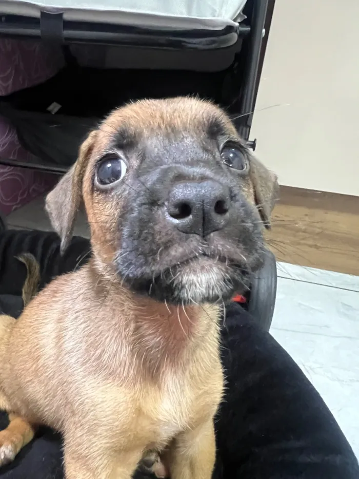 Cachorro raça SRD-ViraLata idade Abaixo de 2 meses nome Sem nome
