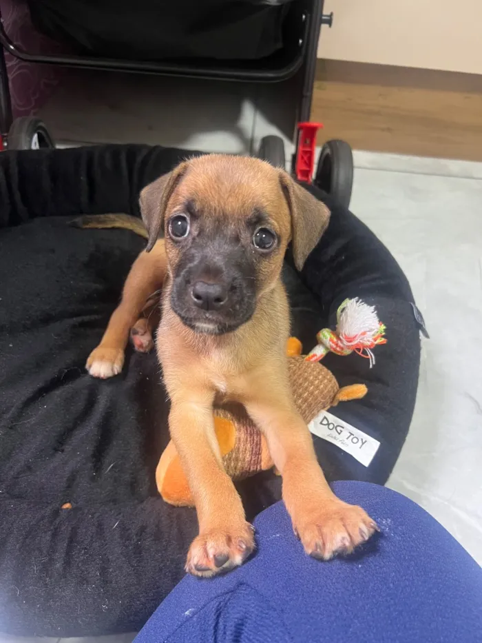 Cachorro raça SRD-ViraLata idade Abaixo de 2 meses nome Sem nome