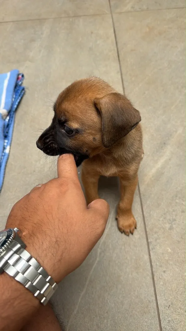 Cachorro raça SRD-ViraLata idade Abaixo de 2 meses nome Sem nome