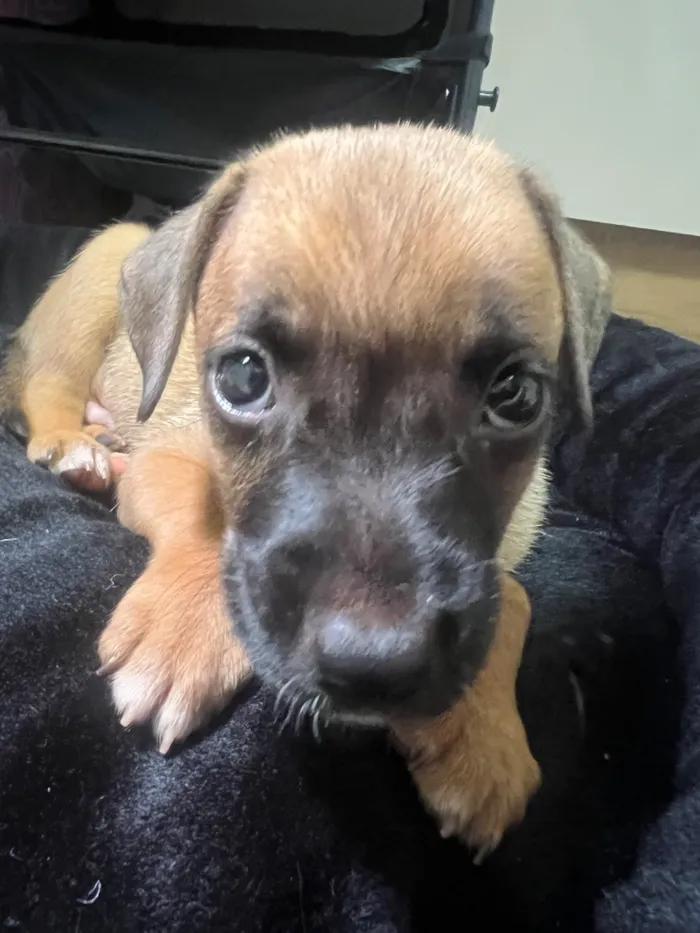 Cachorro raça SRD-ViraLata idade Abaixo de 2 meses nome Sem nome