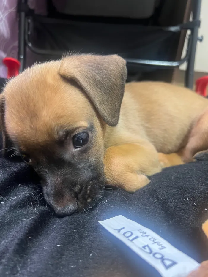 Cachorro raça SRD-ViraLata idade Abaixo de 2 meses nome Sem nome