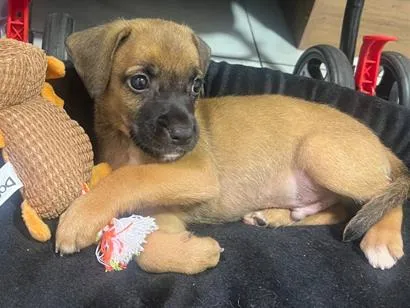 Cachorro raça SRD-ViraLata idade Abaixo de 2 meses nome Sem nome